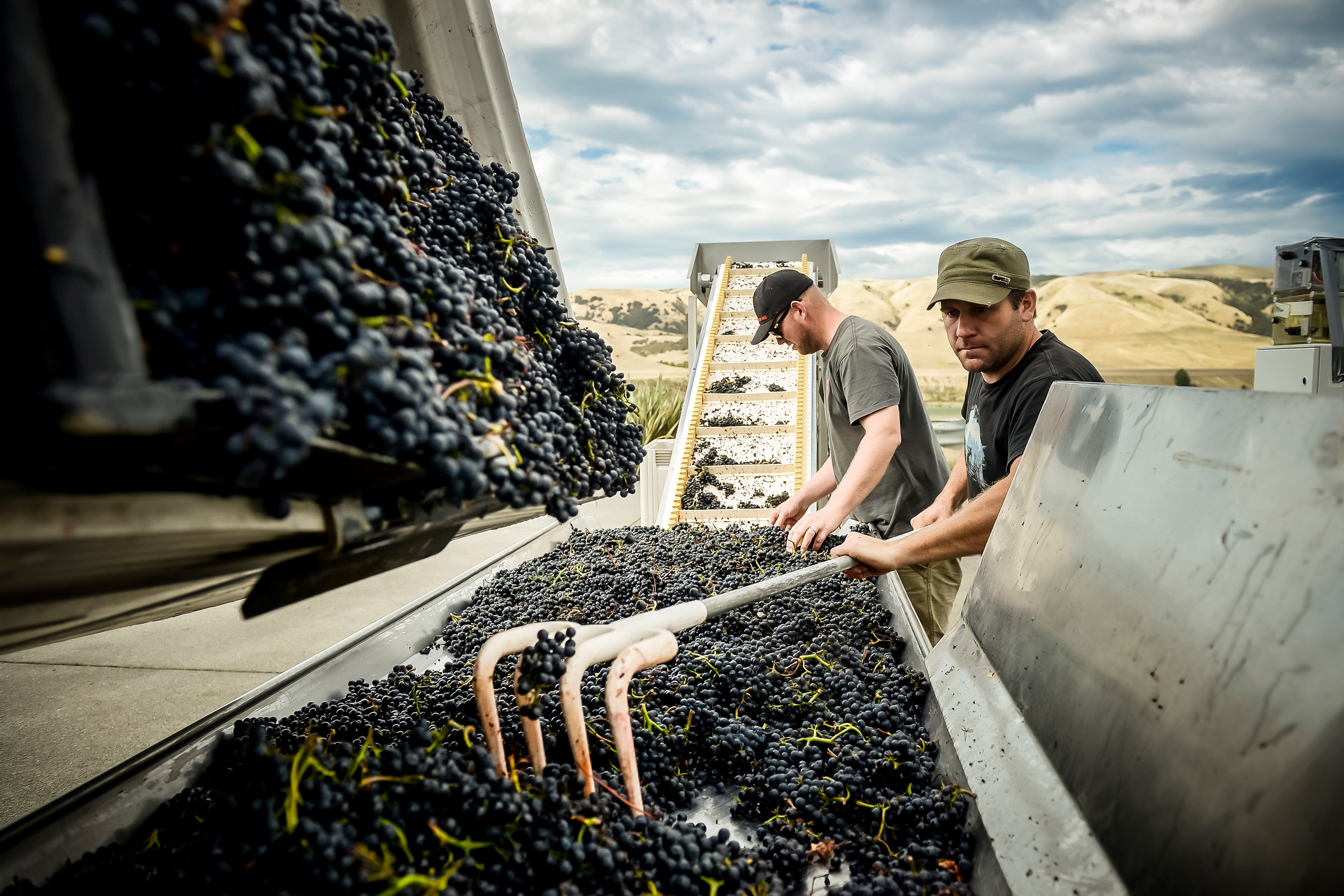 The winery table racking grapes onto the sorting table