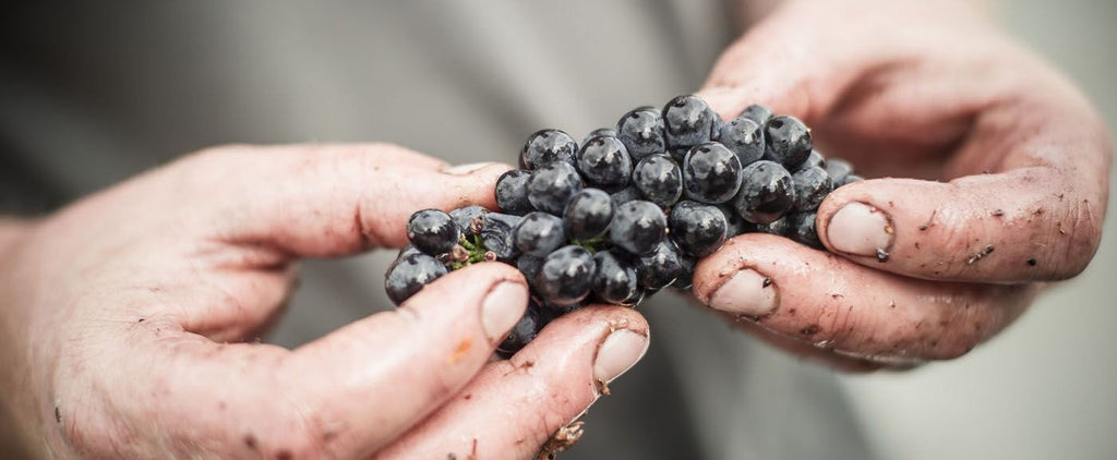 Escarpment Vineyards are committed to sustainable, organic viticulture and winemaking. Our vineyards are certified Biogro since 2019.